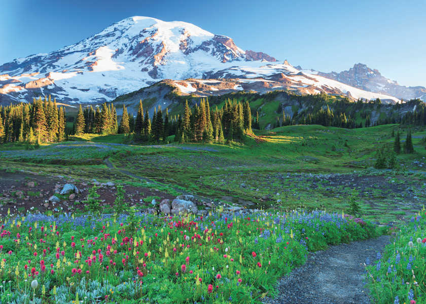 アメリカ ナショナルパークへの旅 vol.1可憐な高原植物と荒々しい氷河が共存するシアトル近郊の霊峰――マウント・レーニア国立公園