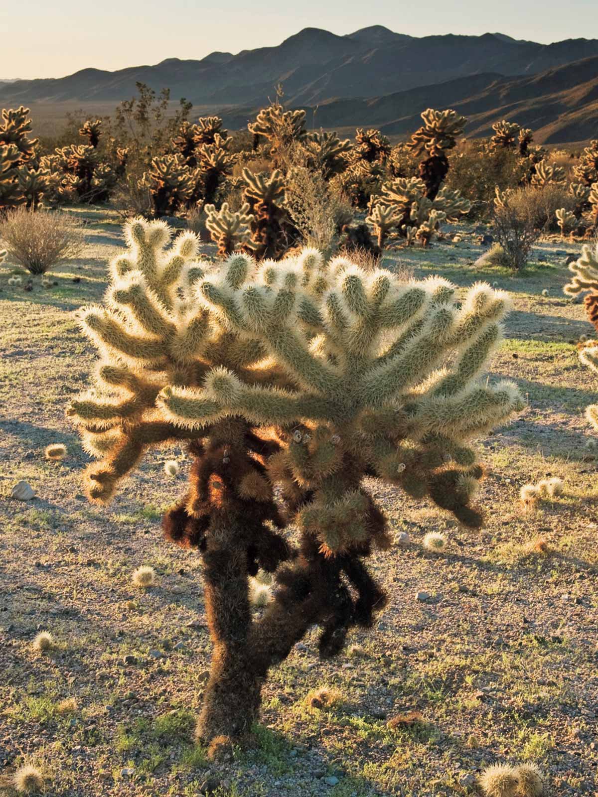 アメリカ ナショナルパークへの旅！ vol.6【サワロ国立公園】地球上で最も奇怪な植物サワロが生きる砂漠の国立公園！ | Stayu0026Travel |  Safari Online