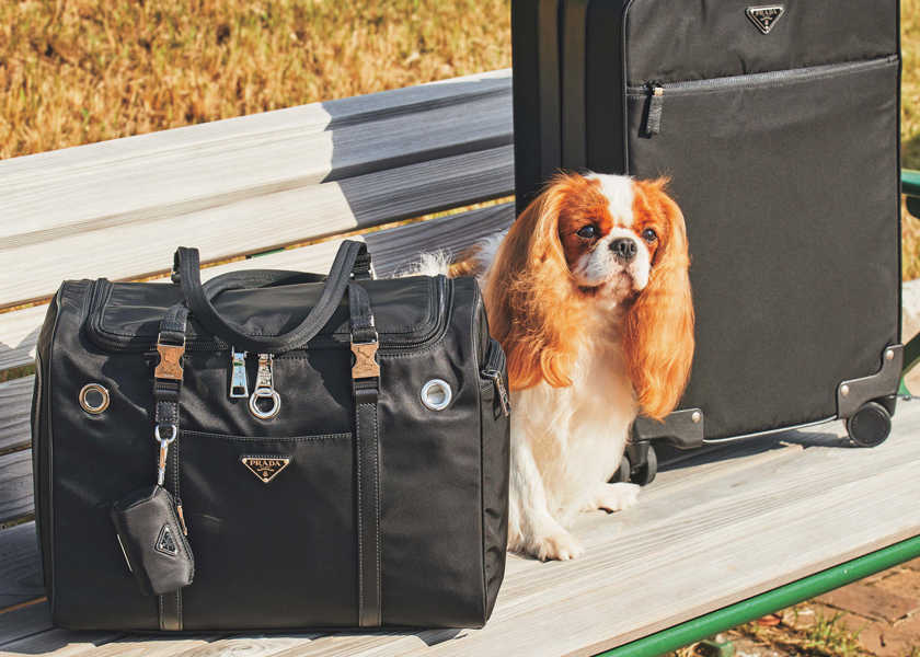 ワンコと楽しむファッション！ vol.9ハイセンスな相棒（バッグ）を携えて愛犬とのリゾート旅へ出発！
