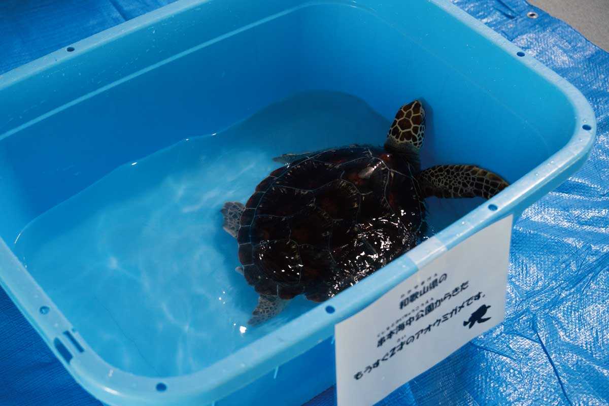 ウミガメで繋がった4者がコラボ大阪・関西万博で開催した“ウミガメ