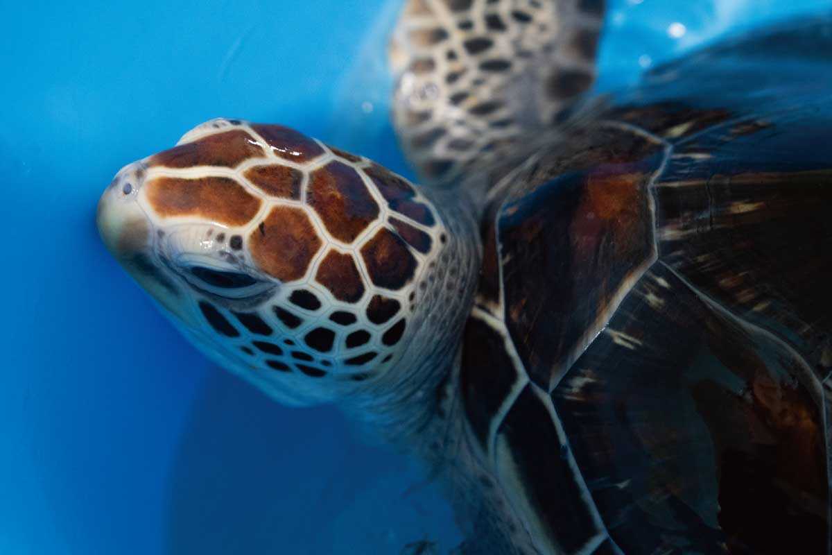 ウミガメで繋がった4者がコラボ大阪・関西万博で開催した“ウミガメ