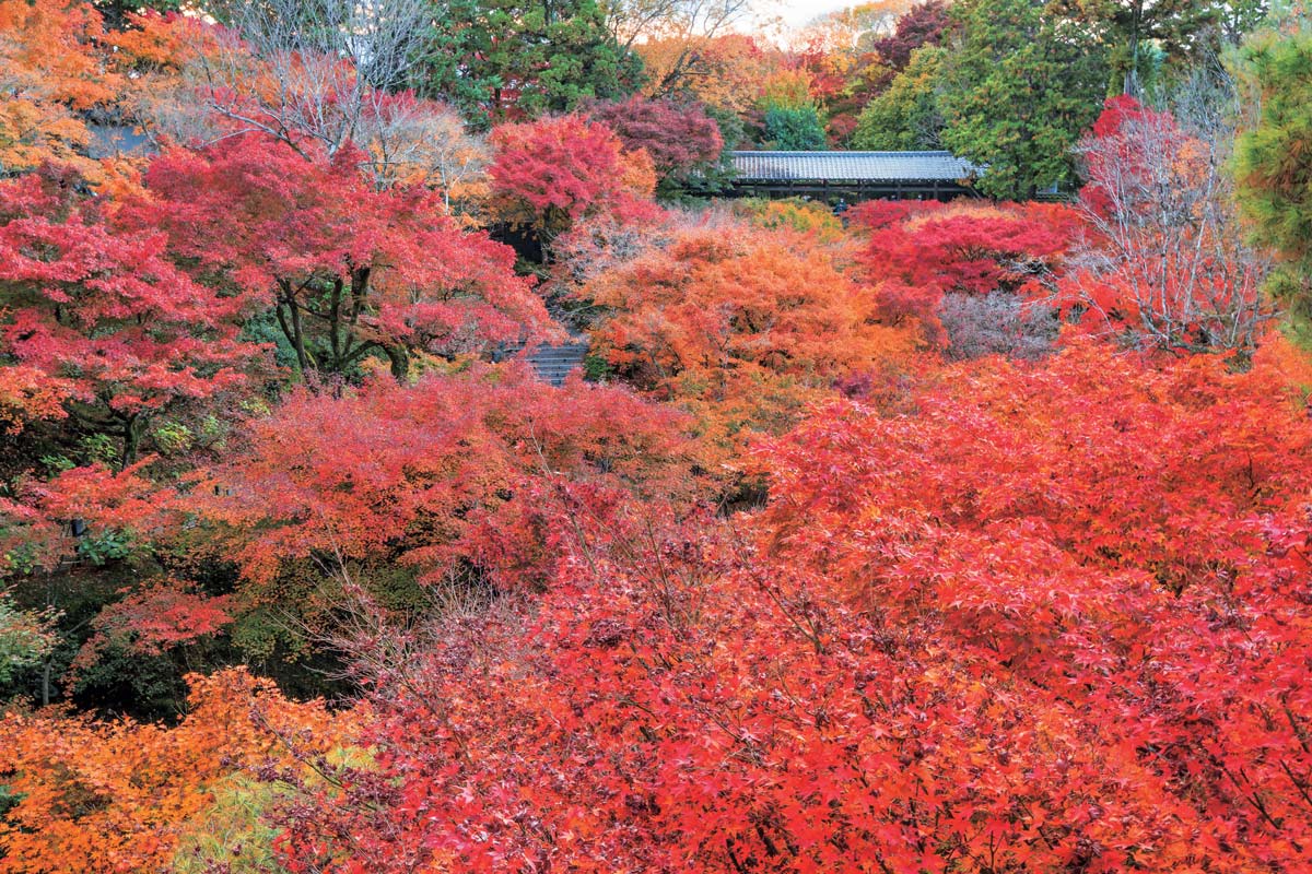 【10選】移りゆく時間を愛でる秋の紅葉！