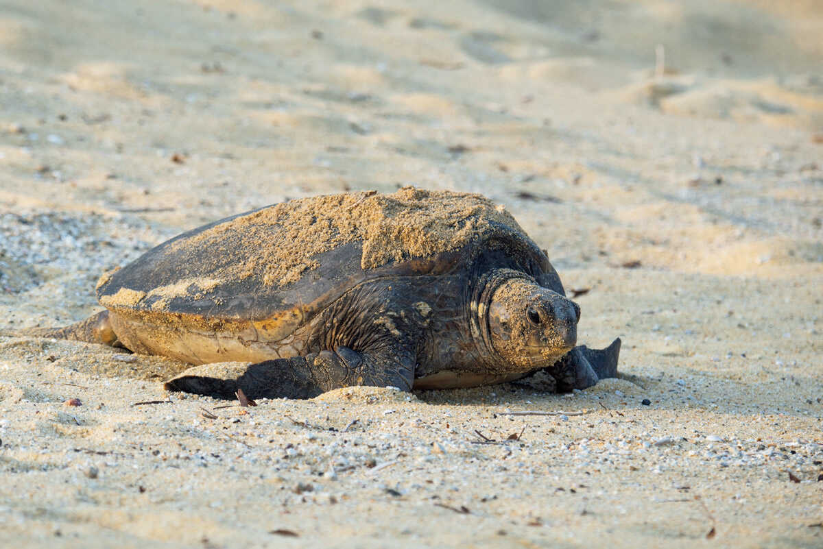 夏がシーズンの野生の王国へ！【11選】