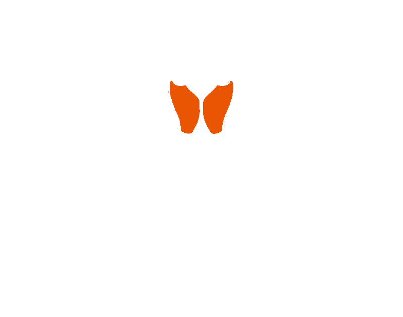 Safari Online 正しく効くボディメイク！広背筋