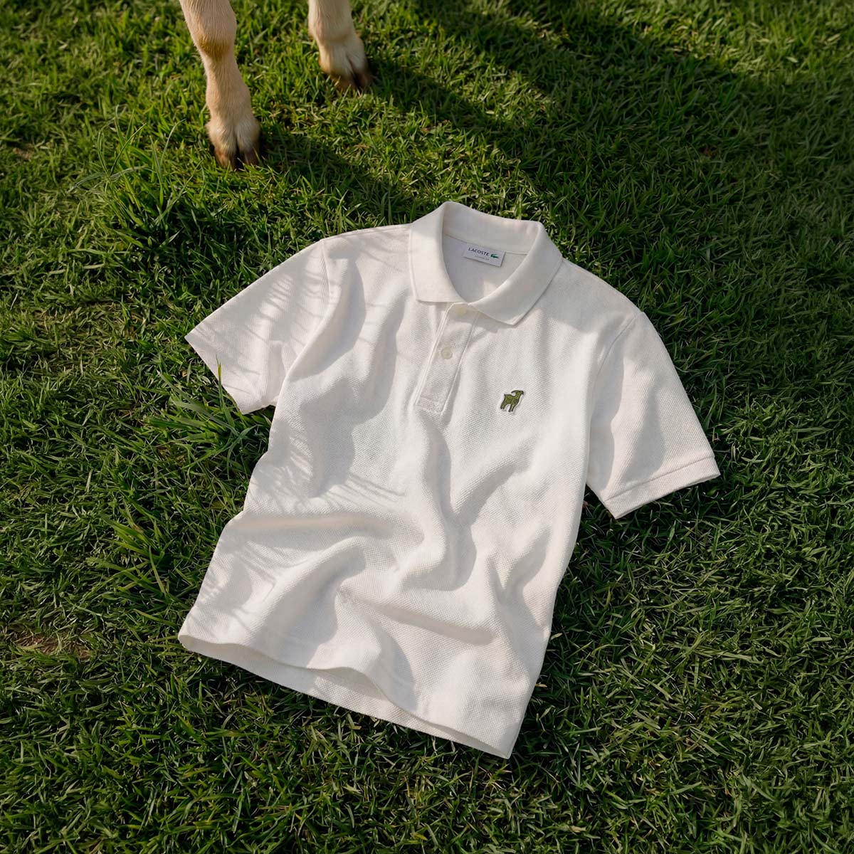 ラコステ ポロシャツ 白 透ける ラコステ ポロシャツ 半袖 LACOSTE