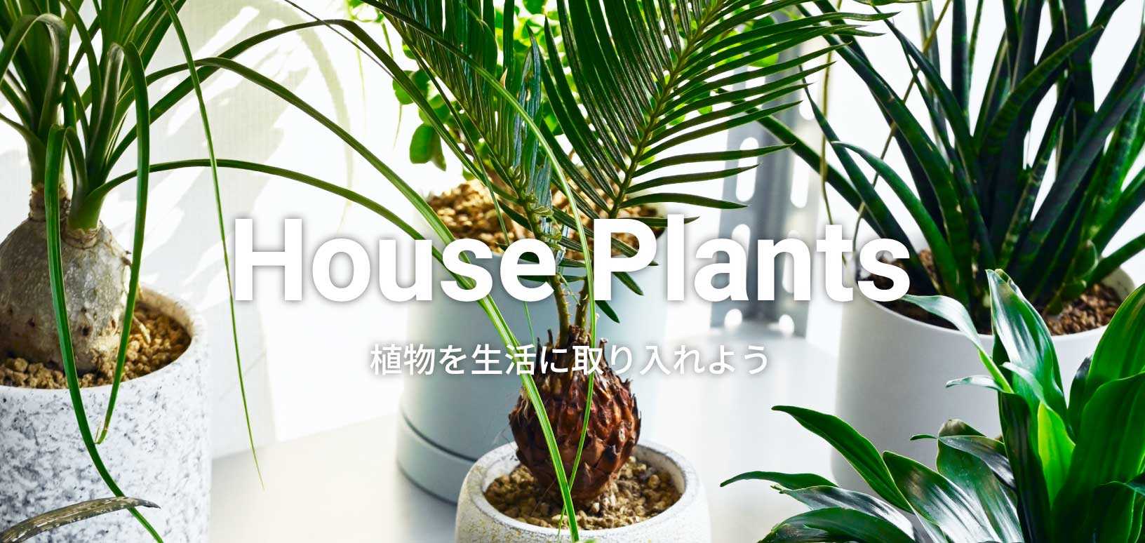House Plants -植物を生活に取り入れよう-