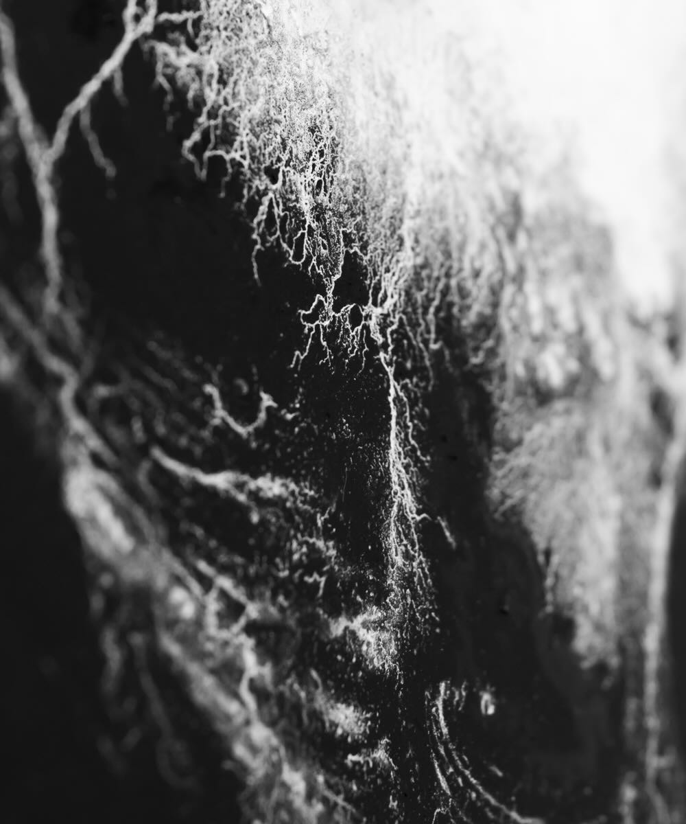 【アーティスト直送】限定 Waveform Ⅲ／ウェーブフォーム III