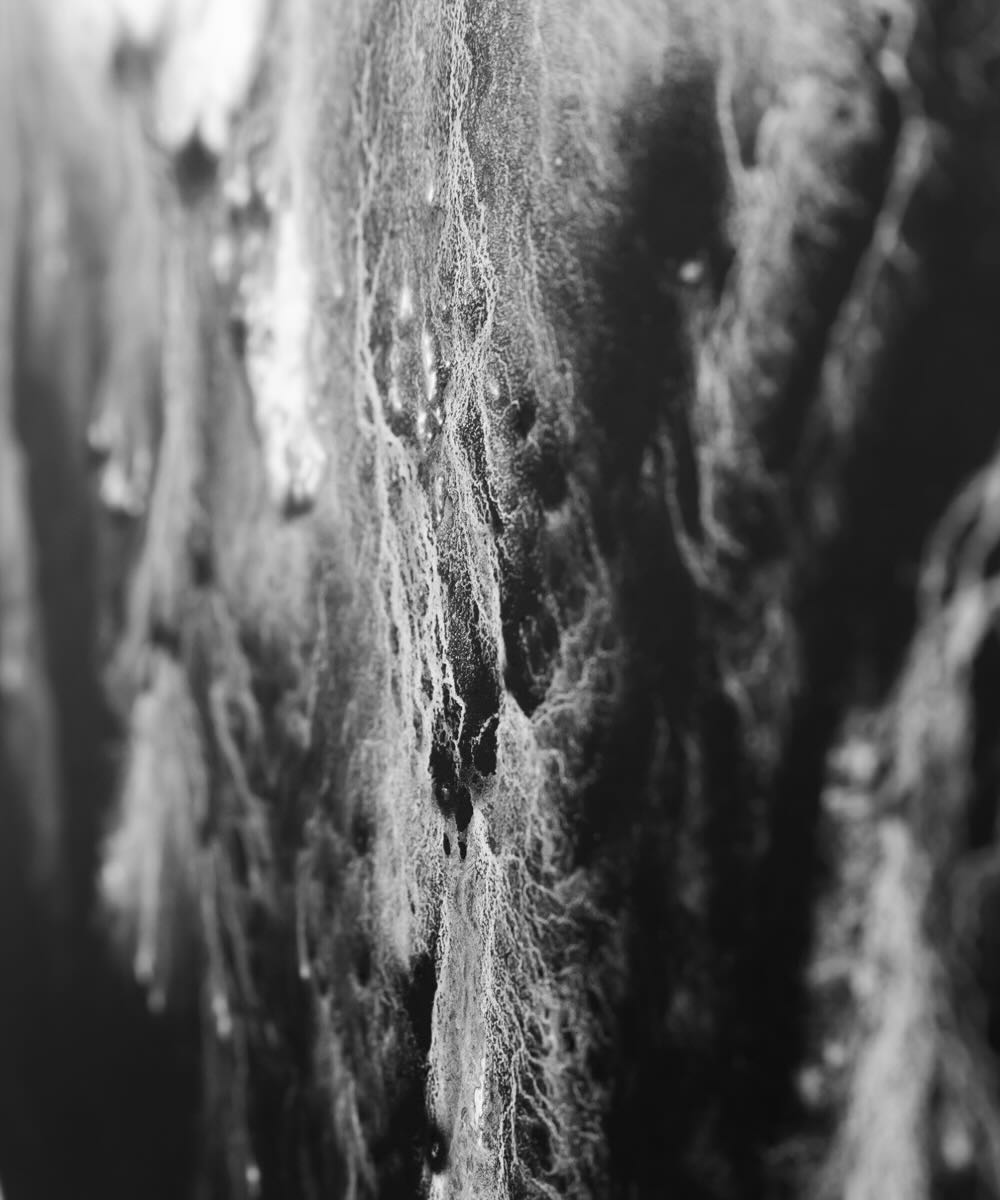 【アーティスト直送】限定 Waveform Ⅳ／ウェーブフォーム Ⅳ